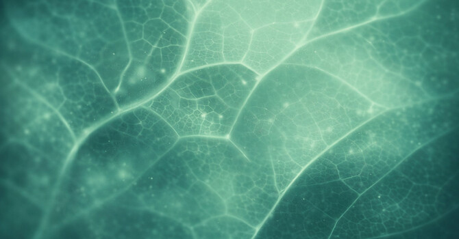 Tirzepatide Weight Loss Therapy