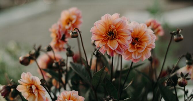 Sermorelin vs. Enclomiphene vs. hCG: Understanding the Differences in Hormone Optimization image